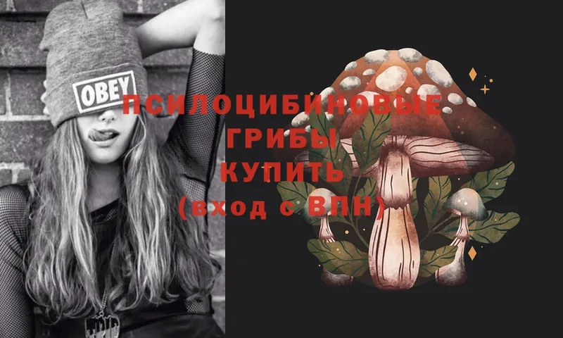 что такое   Игарка  Псилоцибиновые грибы Psilocybe 